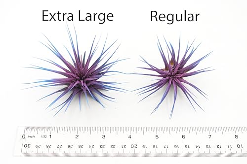 Extra Large Tillandsia Ionantha Air Plant 3+ inch P795314