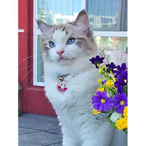 Dog Cat Pet Tag U340472