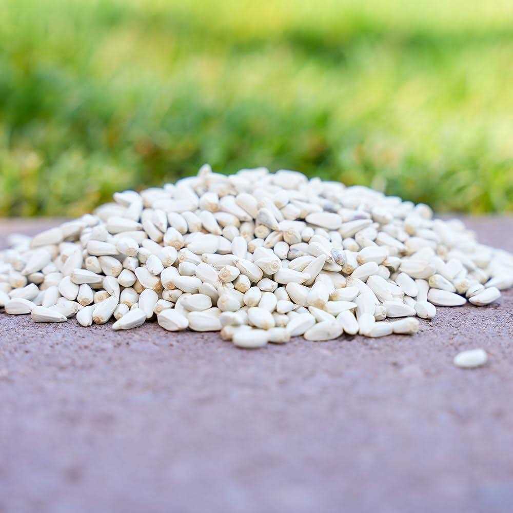 Safflower Seeds Wild Bird Food N6270