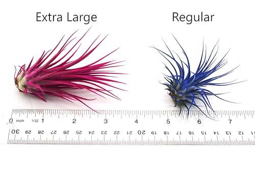 Extra Large Tillandsia Ionantha Air Plant 3+ inch P795314