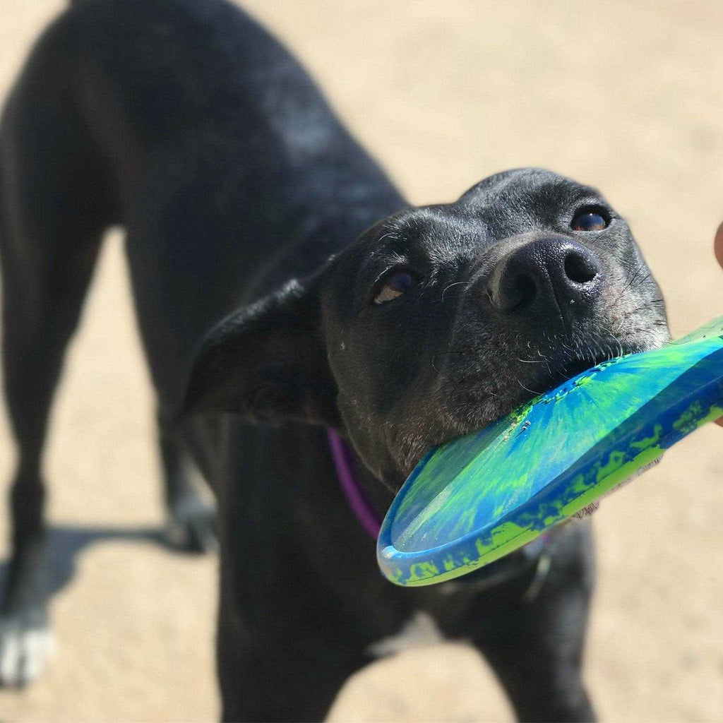 Dog Toy D121758