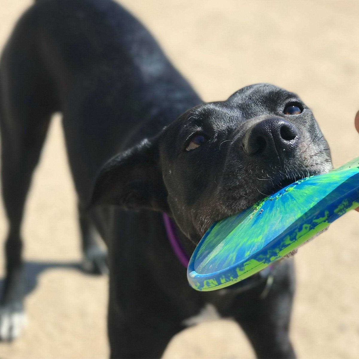 Dog Toy D121758