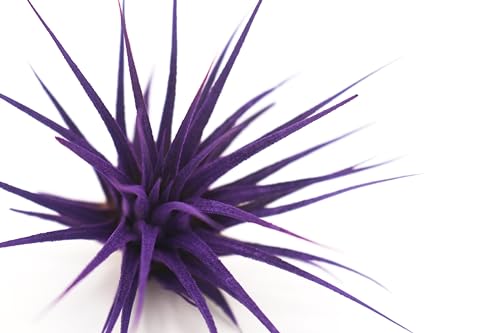 Extra Large Tillandsia Ionantha Air Plant 3+ inch P795314