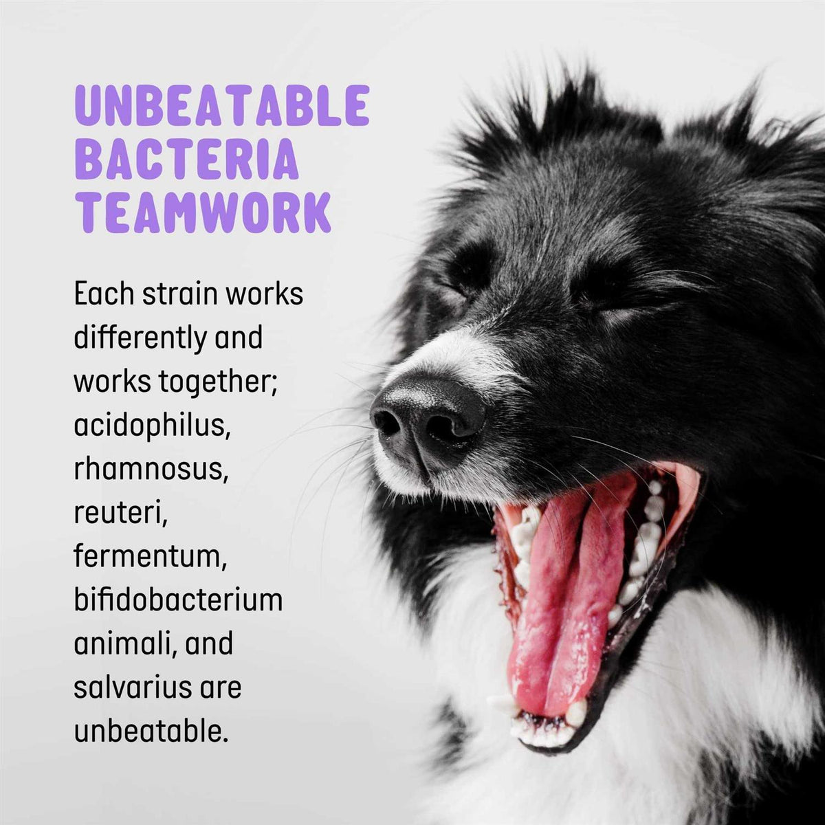 Probiotics and Digestive Enzymes for Dogs Z786357