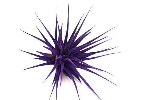 Extra Large Tillandsia Ionantha Air Plant 3+ inch P795314