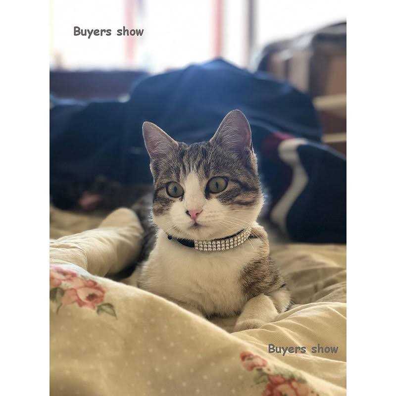 Soft Velvet Adjustable Cat Collar with Bells R576376