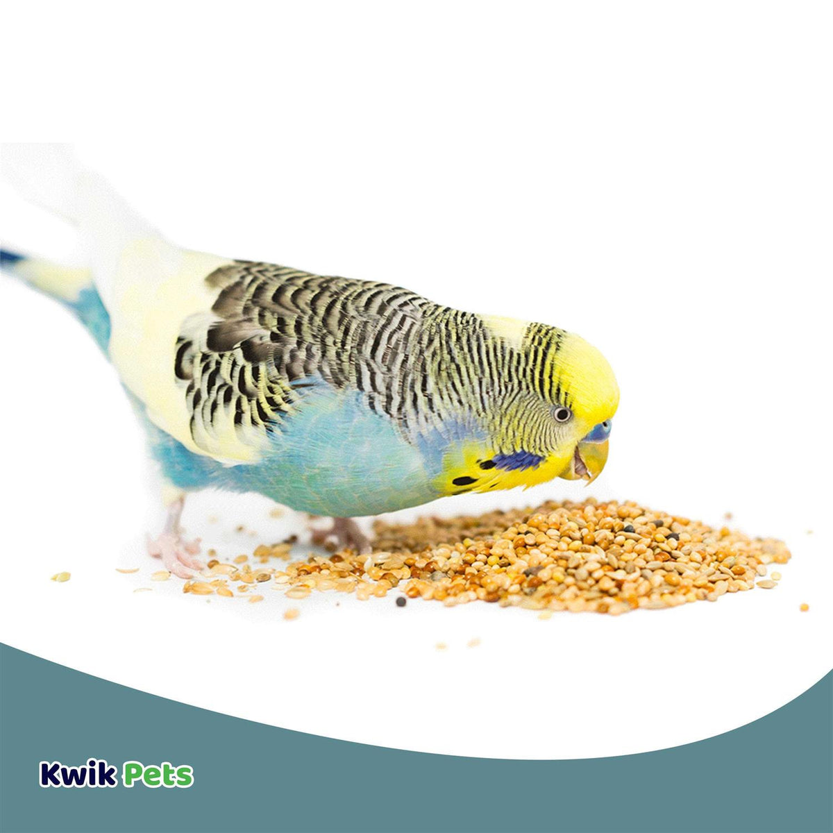 Parakeet K149994