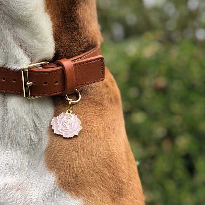 Rose Pet P484