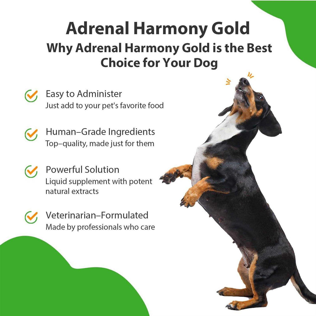 Adrenal Harmony Gold for Dogs H315777