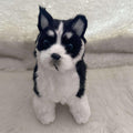 Electronic Interactive Plush Husky Dog Toy N5295