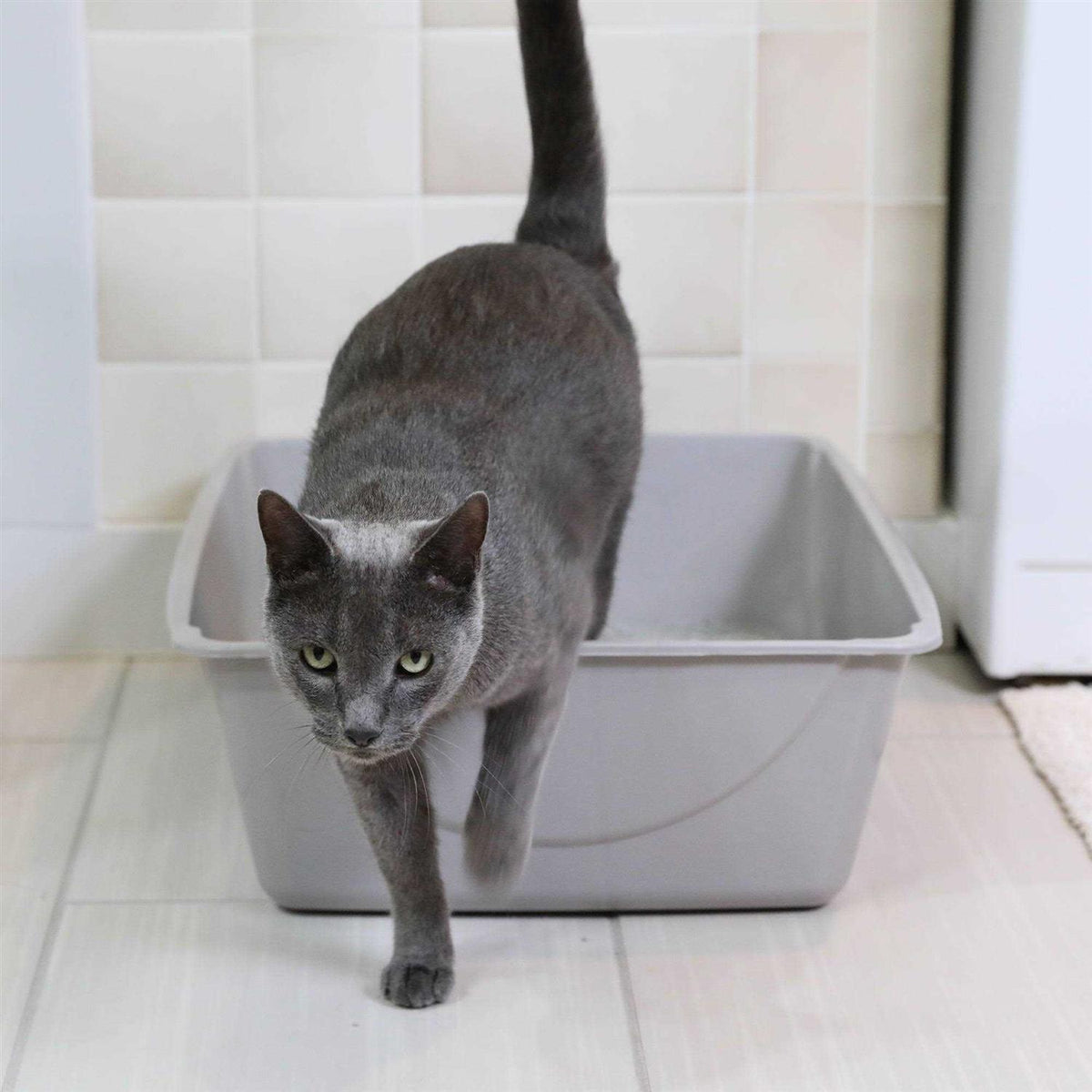Litter Pan V667