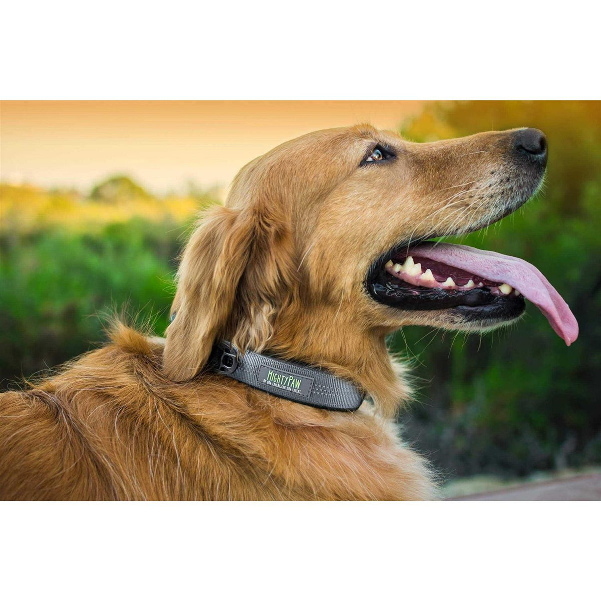 Dog Collar Y410366