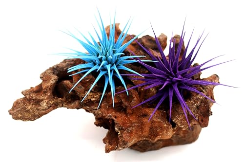 Extra Large Tillandsia Ionantha Air Plant 3+ inch P795314