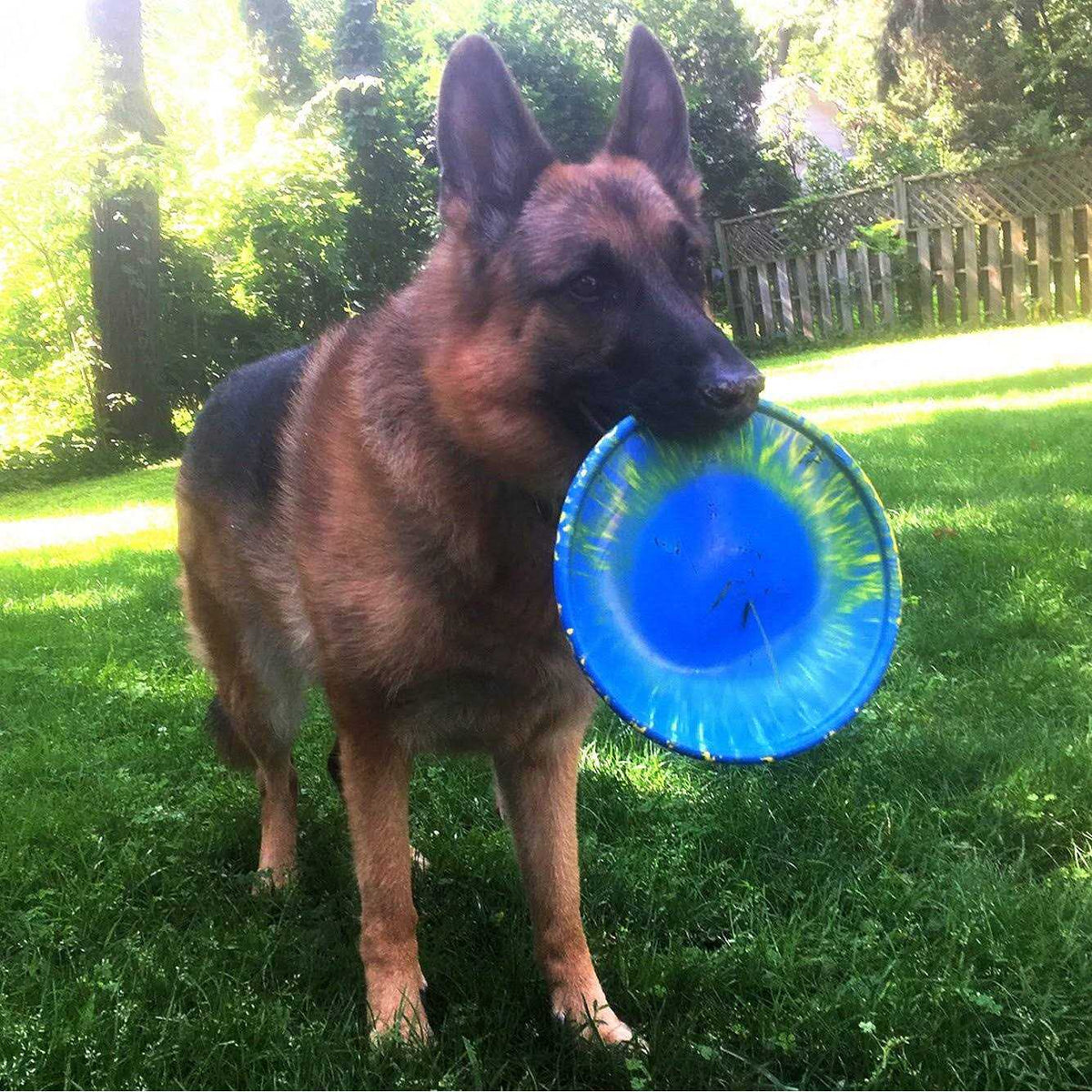 Dog Toy D121758