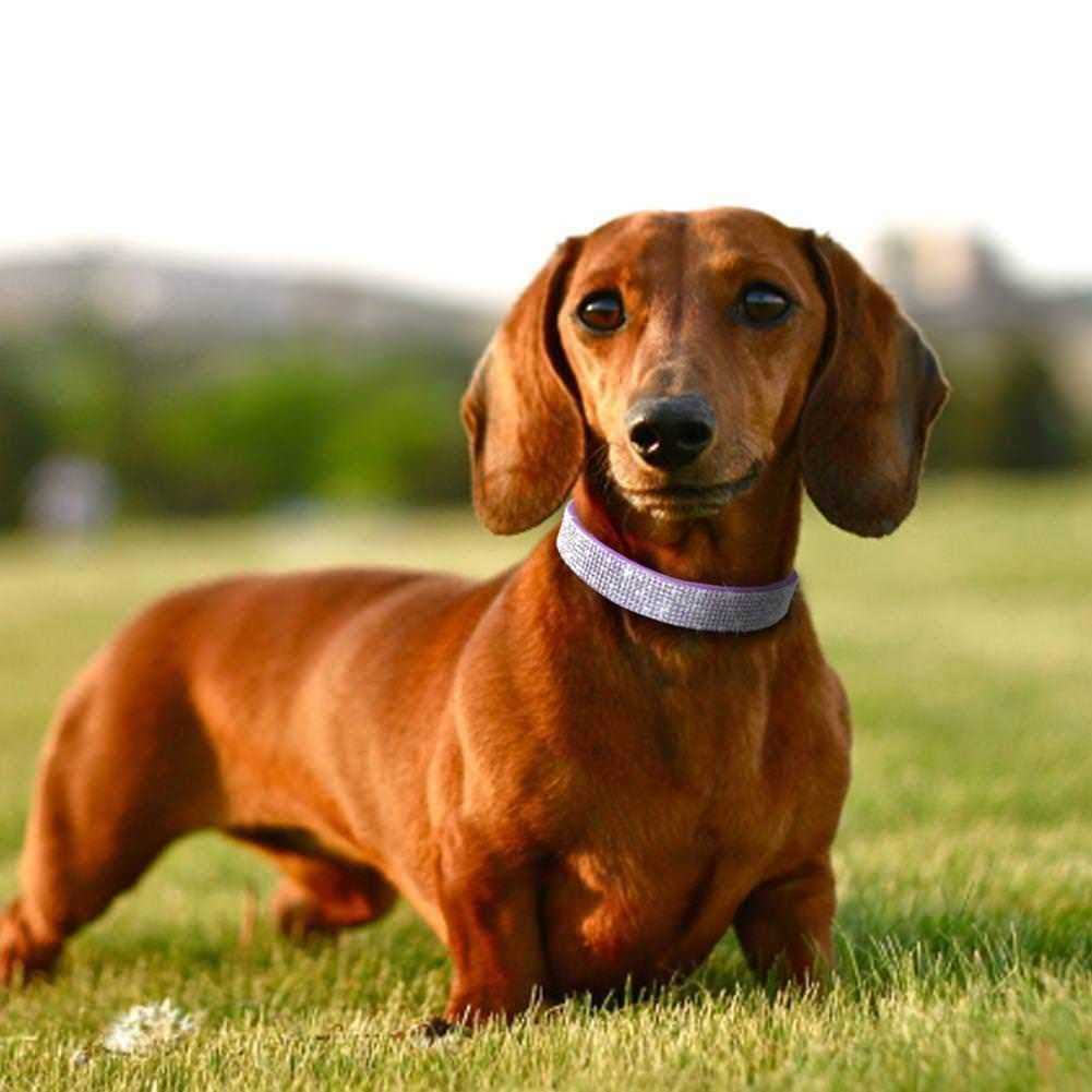 Rhinestone Soft Suede Leather Dog Collar Z490